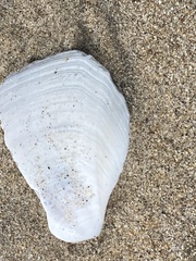 Rexithaerus secta