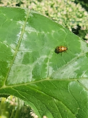 Diabroticina