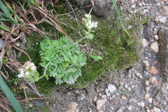 Saxifraga