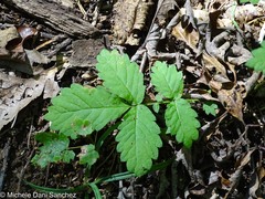 Agrimonia rostellata
