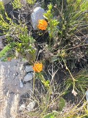 Liparia splendens comantha