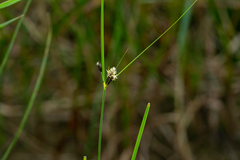 Bolboschoenus maritimus