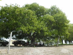 Melicoccus lepidopetalus