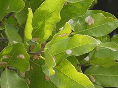 Melicoccus lepidopetalus