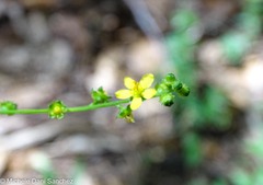 Agrimonia rostellata