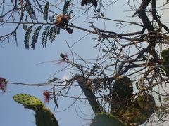 Calliandra houstoniana calothyrsus