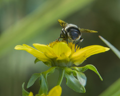 Eristalis anthophorina
