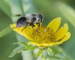 Eristalis anthophorina