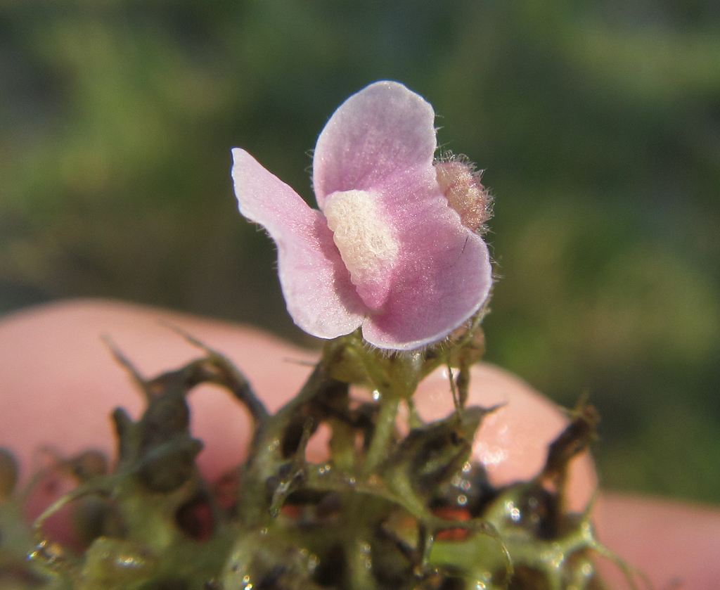 Utricularia raynalii P.Taylor