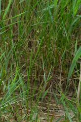 Bolboschoenus maritimus