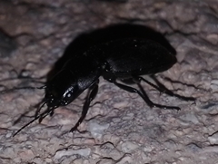 Licinus