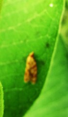 Sparganothis sulfureana