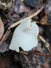 Helvella crispa