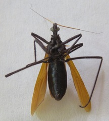 Reduviinae