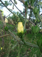 Cylindropuntieae