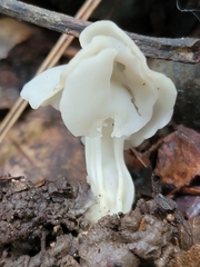 Helvella crispa