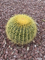 Kroenleinia grusonii