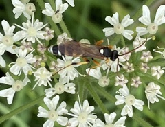 Ichneumon