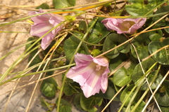 Calystegia soldanella