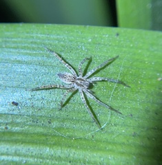 Anyphaena