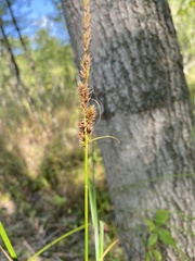 Carex vulpinoidea