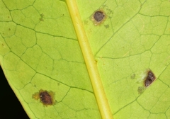 Alternaria panax