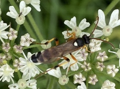 Ichneumon