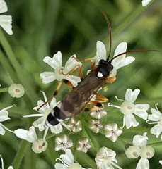Ichneumon