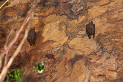 Emballonuridae
