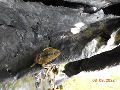 Lethocerus americanus