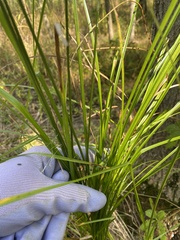 Carex vulpinoidea