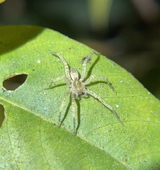 Anyphaena
