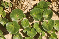 Calystegia soldanella