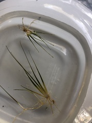 Eriocaulon aquaticum