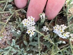 Heliotropium ramosissimum