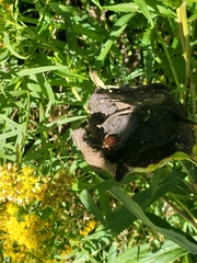 Asopinae