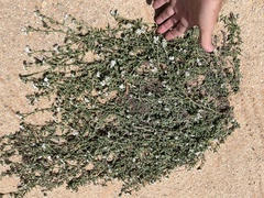 Heliotropium ramosissimum