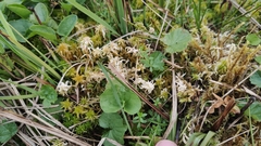 Sphagnum palustre