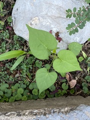 Fallopia convolvulus