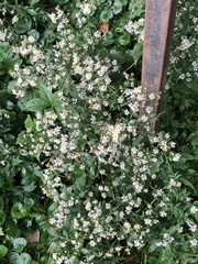 Symphyotrichum ontarionis