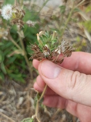 Helminthotheca echioides