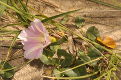 Calystegia soldanella