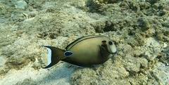 Acanthurus tennentii