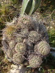 Mammillaria jaliscana jaliscana