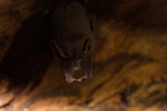Emballonuridae