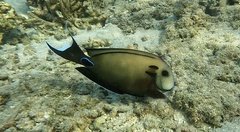 Acanthurus tennentii