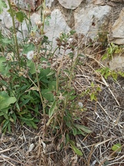 Helminthotheca echioides