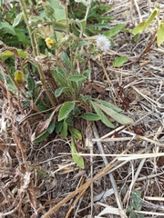 Helminthotheca echioides