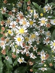 Symphyotrichum ontarionis