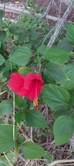 Hibiscus